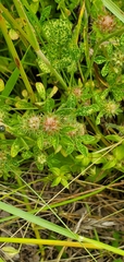 Trifolium striatum