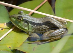 Lithobates catesbeianus