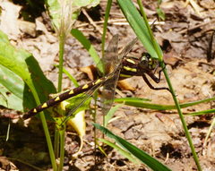 Cordulegaster bilineata