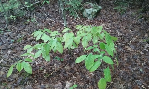 American Beech