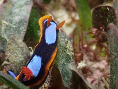 Chromodoris westraliensis