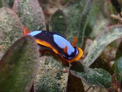 Chromodoris westraliensis