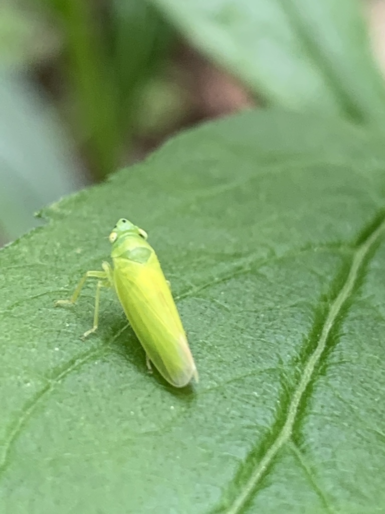 Leafhopper