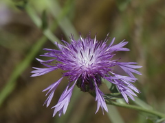 Centaurea diluta