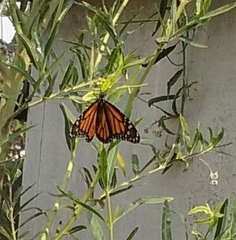 Danaus plexippus