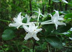 Rhododendron oblongifolium