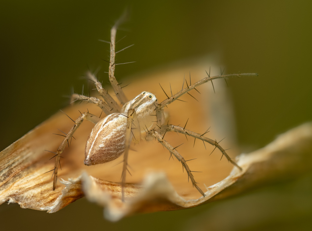 Striped lynx spider (Oxyopes salticus)