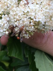 Synanthedon acerni