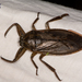 American Giant Water Bug - Photo (c) John Christensen, some rights reserved (CC BY-NC), uploaded by John Christensen