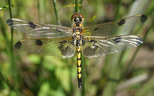 Calico Pennant