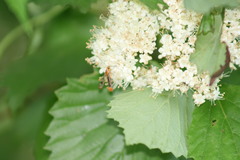 Synanthedon acerni