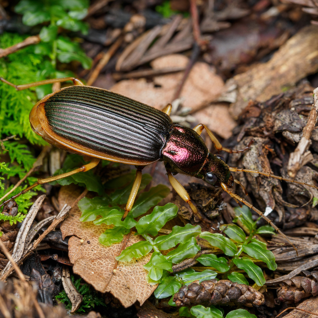 Chlaenius nigricans