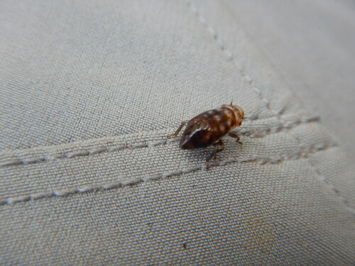 iNaturalist observation photo of True Hoppers