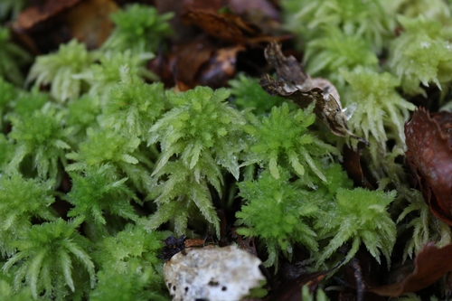 Image of New Zealand Sphagnum (Sphagnum cristatum) by (c) Julia Palmer, some rights reserved (CC BY)