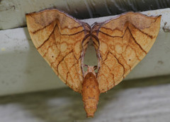 Eulithis gracilineata