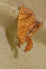Eulithis gracilineata