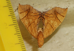 Eulithis gracilineata