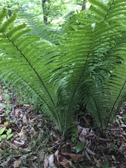 Matteuccia struthiopteris