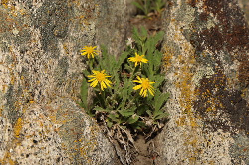 Image of Tonestus eximius by (c) Reid Hardin, some rights reserved (CC BY)