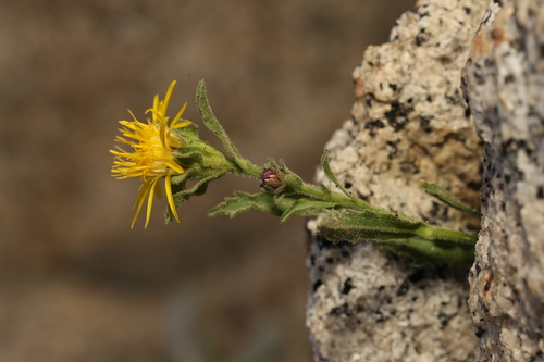 Image of Tonestus eximius by (c) Reid Hardin, some rights reserved (CC BY)