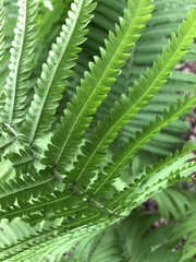 Matteuccia struthiopteris