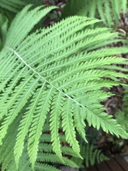 Matteuccia struthiopteris