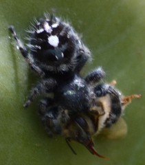Phidippus audax