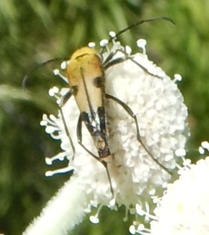 iNaturalist observation photo of Etorofus propinquus