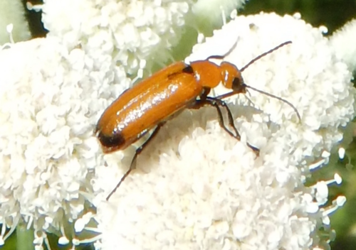 iNaturalist observation photo of Nemognatha scutellaris