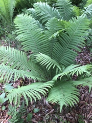 Matteuccia struthiopteris