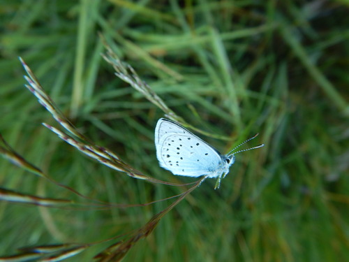 iNaturalist observation photo of Greenish Blue