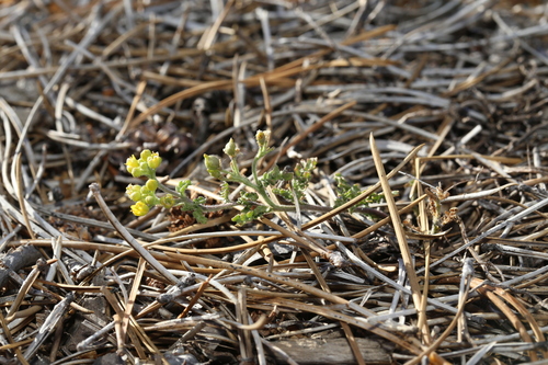 Tahoe yellow cress (Rorippa subumbellata)