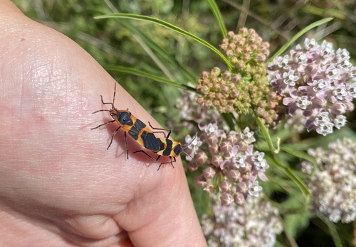 iNaturalist observation photo of Large Milkweed Bug