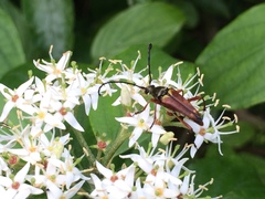 Typocerus acuticauda