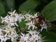 Typocerus acuticauda