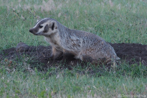 American Badger photographed in South Dakota
