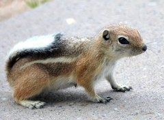 Ammospermophilus leucurus