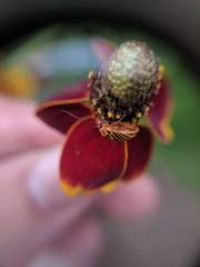 Calocoris barberi
