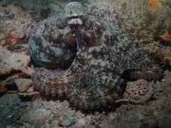 Octopus djinda