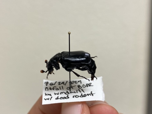 iNaturalist observation photo of Black Burying Beetle