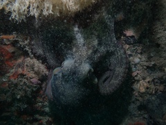 Octopus djinda
