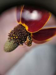 Calocoris barberi