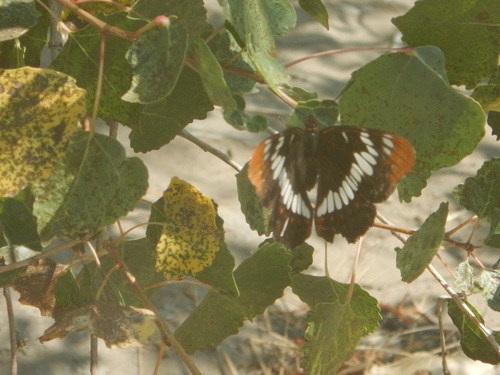 iNaturalist observation photo of Lorquin's Admiral