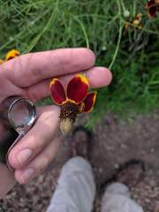 Calocoris barberi