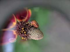 Calocoris barberi