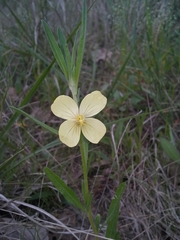 Oenothera spachiana