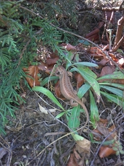 Sceloporus bicanthalis