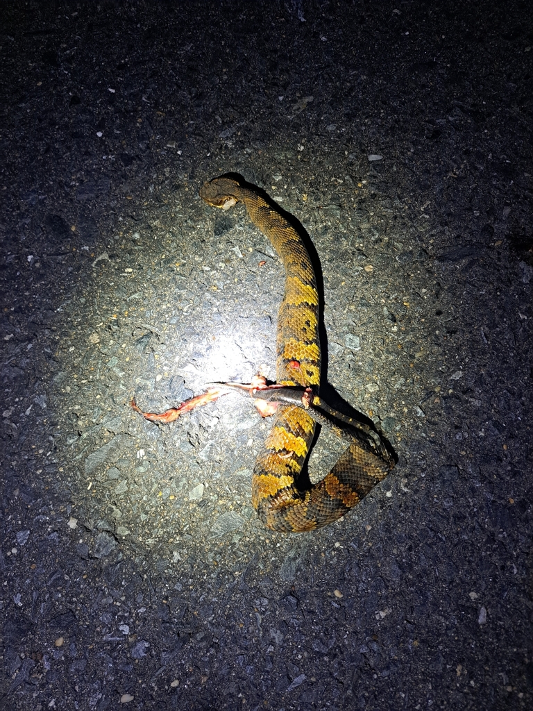 Northern Cottonmouth from Knotts Island, NC 27950, USA on July 6, 2024 ...