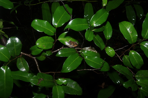Image of Huberantha nitidissima by (c) Greg Tasney, some rights reserved (CC BY-SA)