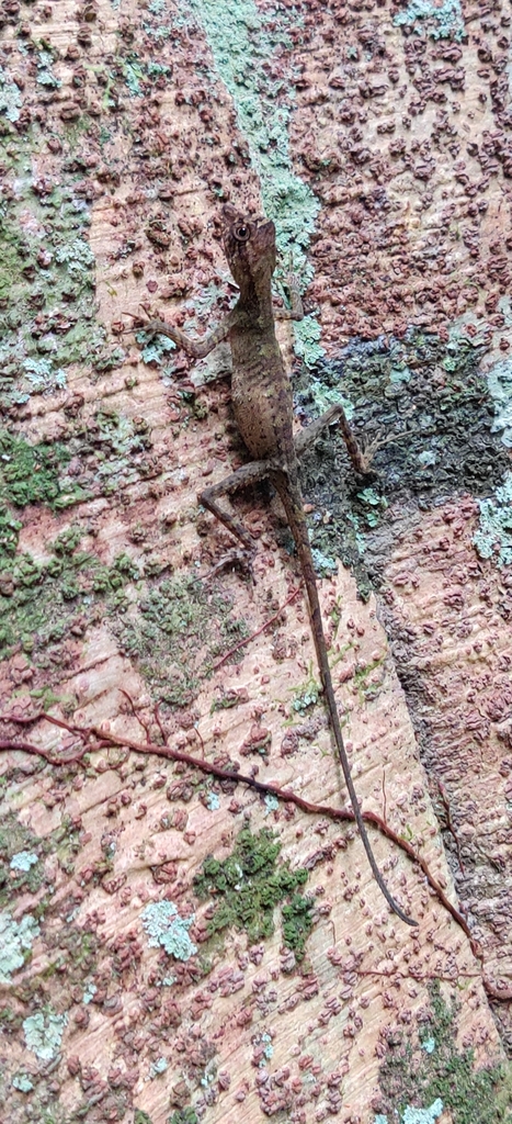 Indonesia Earless Agama